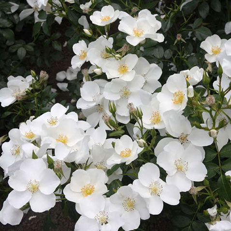 Роза почвопокровная Эскимо